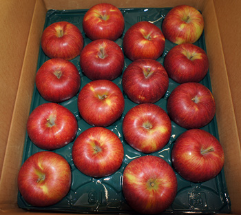 安曇野りんご通信販売 蜜がたっぷり詰まったサンふじりんご始め美味しいりんごを直接お届け －安曇野加藤農園